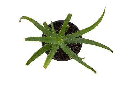 芦荟灌肤aloe vera 的顶端视图背景