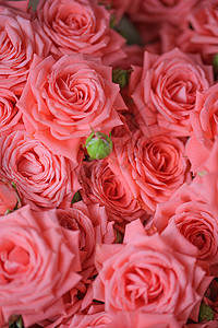 猩红玫瑰浪漫的盛开高清图片