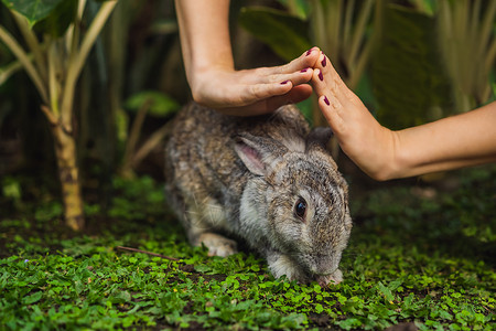 早发现早治疗手保护兔子 化妆品测试野兔动物 无残忍和停止虐待动物的概念 笑声药品盒子科学家安全诊所面具宠物实验治疗温泉背景