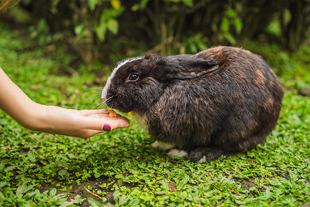 对兔子进行化妆品测试 免残忍 不虐待动物的概念 b 禁止虐待动物老鼠医院女士实验室哺乳动物面具研究员科学家科学塑料背景