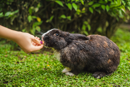对兔子进行化妆品测试 免残忍 不虐待动物的概念 b 禁止虐待动物诊所管子科学老鼠实验室治疗塑料药理皮肤工作背景