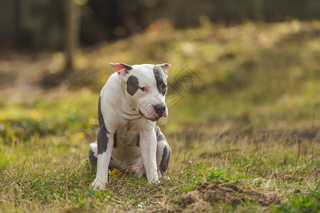 斯塔福德郡斗牛犬正面斗牛公牛朋友宠物犬类伴侣动物主题斗牛犬操场情感流浪背景