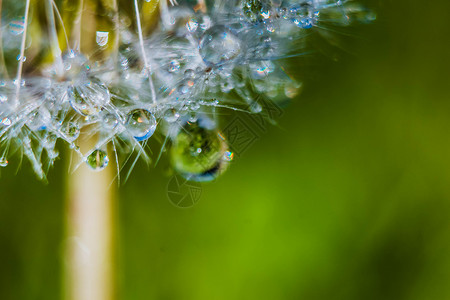 露水 有选择的聚焦点 (掌声 清晨的水露 )背景图片