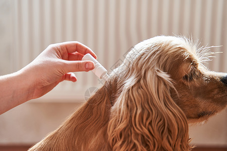 毛指示犬打扫解决方案高清图片