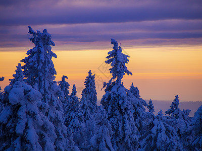 新时达冬天的雪覆盖树木 在日落时在乌拉尔山脚下日出假期农村天气场景太阳公园木头地平线橙子背景