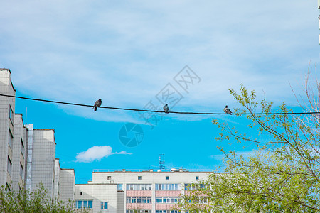三只鸽子坐在市政院的电线电缆上高清图片