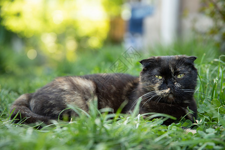 苏格兰折耳花园的夏季绿草坪上 躺着一只长毛猫背景
