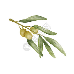 橄榄枝叶绿色橄榄枝水彩画 手绘插图与橄榄叶隔离在白色 地中海美食背景