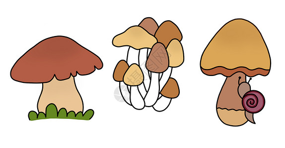 收集由三种蘑菇组成的三套蘑菇 肉丸 牡蛎 猪尾草高清图片