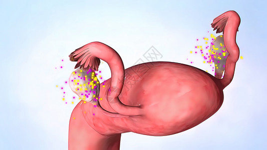 子宫动画女性雌激素激素激素分泌3D插图荷尔蒙语料库颈椎病生长回收身体激素黄体雌激素怀孕背景