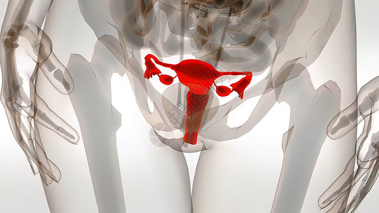 妇女生殖系统3D动画卵子宫颈女孩插图输卵管妇科解剖学生育力信息绘画背景图片