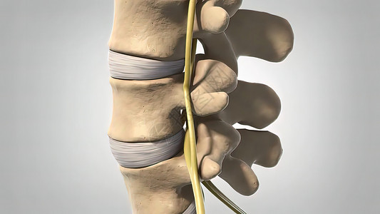 3d 解析性分离光线三维插图椎间手指椎骨骨头疼痛状况药品柱子颅骨保健图片