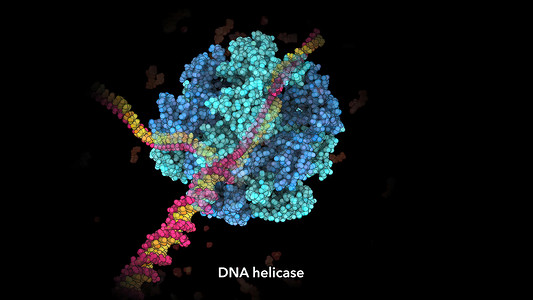 将DNA双螺旋的两条线分离开来的酶 基因二极螺旋纺纱生物海浪旋转蓝色细胞药品人工智能科学染色体背景图片