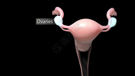 女性生殖系统图示 妇女生殖系统骨盆卵子图表排卵身体绘画器官癌症科学插图背景图片
