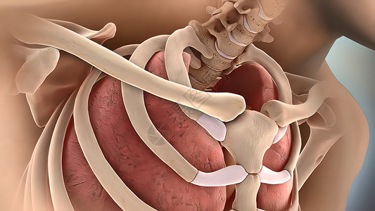 人动画医学骨骼肋骨骨折阴影插图肩膀人体技术药品关节疼痛身体动画背景