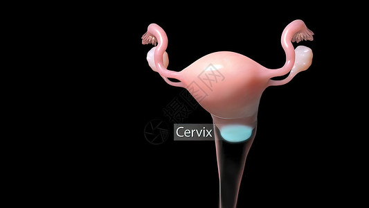 女性生殖系统图示 妇女生殖系统怀孕身体管子宫颈排卵药品卵巢妇科输卵管子宫背景图片