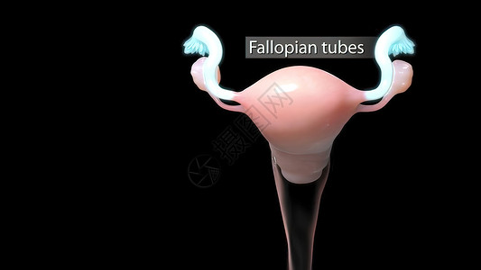 女性生殖系统图示 妇女生殖系统排卵科学绘画信息施肥女孩生育力卵子妇科子宫背景图片