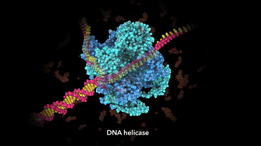 将DNA双螺旋的两条线分离开来的酶 基因二极螺旋物理生物学纺纱技术基因组生物治愈化学蓝色科学背景图片