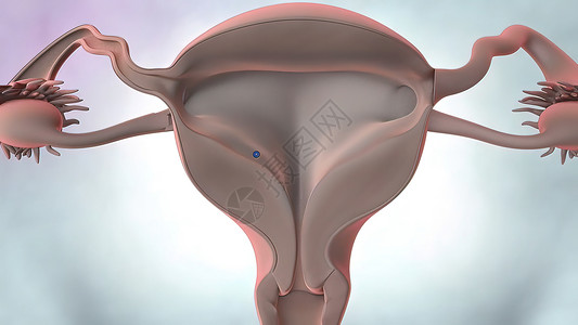 3D说明 女性生殖器官解剖医疗科学身体工作室肌肉器官生物遗传激素经期背景图片