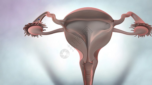 3D说明 女性生殖器官解剖女士排卵医疗生物激素教育遗传经期生殖器工作室背景图片