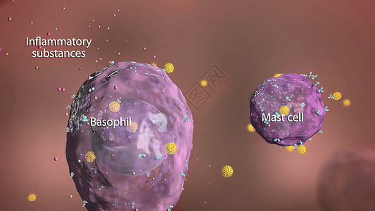 滚珠丝杆免疫系统中的巴索菲和杆细胞酵素共轭抗原细菌细胞攻击宏观胰腺病原预防背景