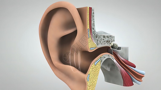 耳朵结构听力过程3D插图背景