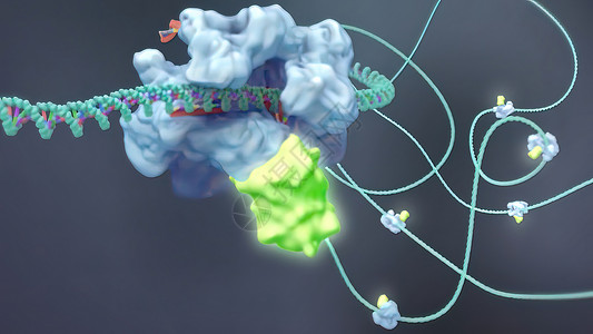 蛋白质组学诱导或抑制基因表达的机制物质生物学卫生翻译技术酵素药品科学保健总站背景