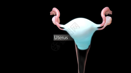 女性生殖系统图示 妇女生殖系统生育力输卵管解剖学卵子科学药品排卵女孩信息子宫背景图片