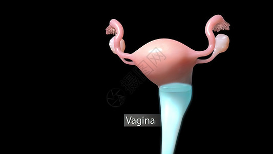 女性生殖系统图示 妇女生殖系统输卵管管子图表施肥药品信息解剖学女孩排卵器官背景图片