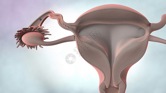 3D说明 女性生殖器官解剖身体插图教育月经娱乐科学药品肌肉生殖器女士图片