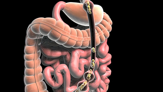 食物通过消化道流经尿道消化系统原理图消化系统宽慰大肠膀胱技术背景背景图片