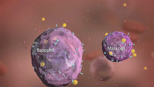 滚珠丝杆免疫系统中的巴索菲和杆细胞生物学预防吞噬细胞抗原人体攻击细菌白细胞胰腺淋巴背景