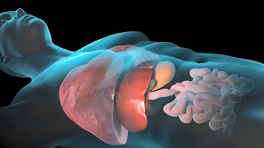 肝胆胰腺外科人类内部器官 肝脏 胰腺 胆囊生物学药品胃肠道男性消化图表冒号卫生回肠疾病背景