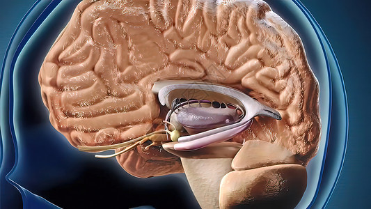 种植牙植体Hippocampus是一个复杂的大脑结构 深植于时间叶中真实感疼痛神经元皮层智力蓝色动画教育解剖学垂体背景