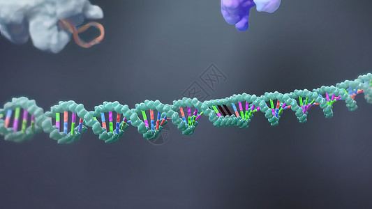 蛋白质组学诱导或抑制基因表达的机制代谢总站卫生技术翻译螺旋基因组药品酵素保健背景