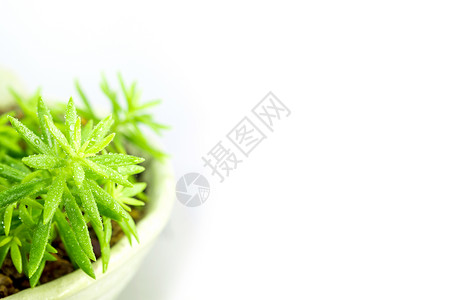 塞贝斯特娜绿色的科西嘉高清图片