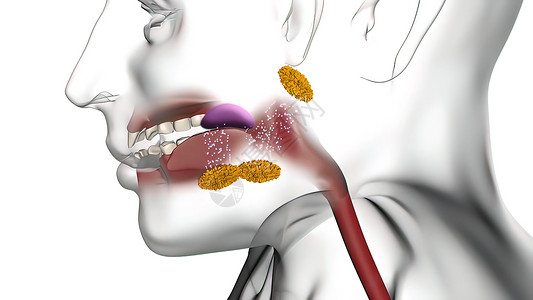 口腔中的酶有助于分解食物解剖学压力药品附录外科医院插图疼痛脊椎教育图片
