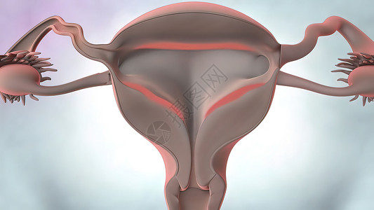 3D说明 女性生殖器官解剖肌肉身体医疗工作室激素生物怀孕宫颈排卵运动背景图片