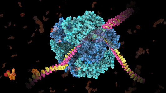 将DNA双螺旋的两条线分离开来的酶 基因二极螺旋海浪细胞生物学化学信号生物基因组物理纺纱人工智能背景图片
