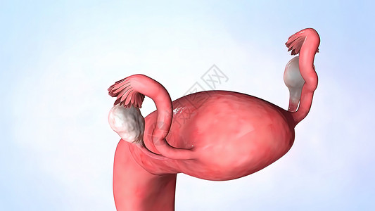 子宫动画女性雌激素激素激素分泌3D插图妇科解剖学黄体卵泡科学语料库排卵药品怀孕月经背景