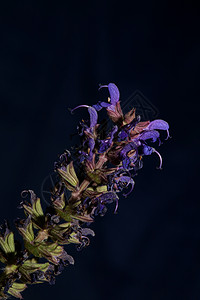 卓娅祺壁纸花朵盛开的沙拉维娅娜莫罗萨家族特写植物背景 高品质的大尺寸印刷家庭装饰品壁纸环境图案博物学家几何簇簇生态旅行收成骑兵背景