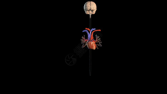 左心室人体内部器官可视化高清图片