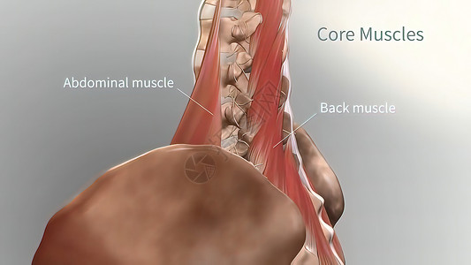 脊椎骨的肌肉结构疾病脊柱生理心血管胸部器官颅骨药品科学营养图片