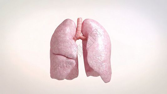 肺血管分部分解剖学空气哮喘细胞科学气体支气管二氧化碳健康上呼吸道毛细管背景