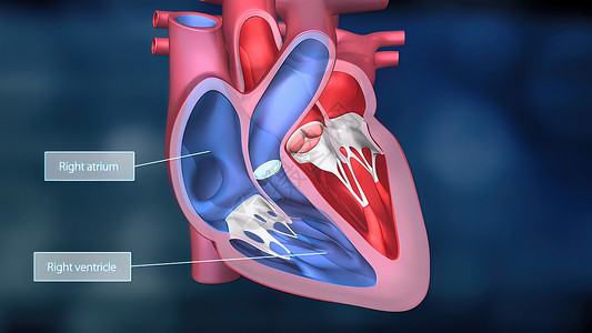 血液供应心脏工作系统 通过人体血液抽血3d渲染疼痛心绞痛插图心脏病学器官生理骨骼设计背景