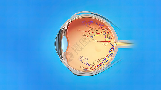 视网膜血管眼的解剖和结构黄斑眼镜瞳孔眼球神经镜片科学保健眼科静脉背景
