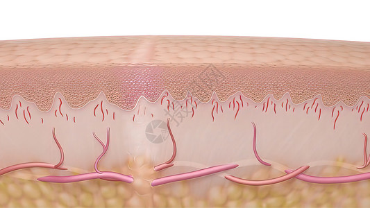 3D 皮肤伤口愈合时间的医疗说明细胞皮肤科制粒静脉插图胶原康复间质组织图表背景图片