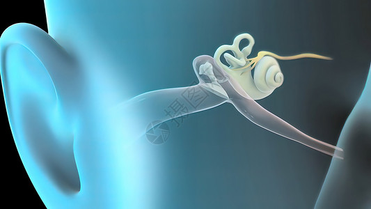 前庭器官3D 人耳解剖系统耳鼻喉耳聋内耳鼓膜保健中耳刺激解剖学神经噪声背景