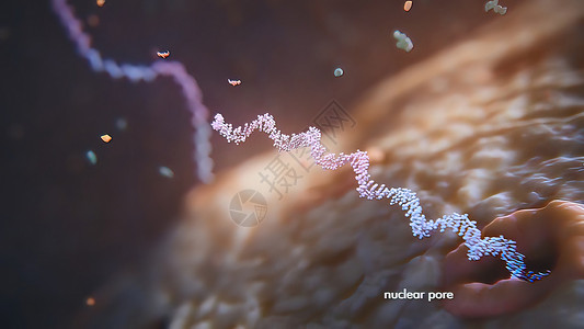 3d 表示单一直线肋膜酸的示例 RNA 研究和治疗测序高分子遗传基因组健康生物插图核糖体基因型工程背景