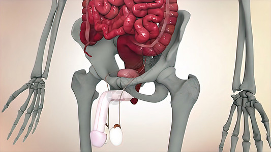 男性生殖系统 男性生殖系统的解剖尿频耻骨疾病梗阻科学膀胱前列腺阴囊痛苦男人背景
